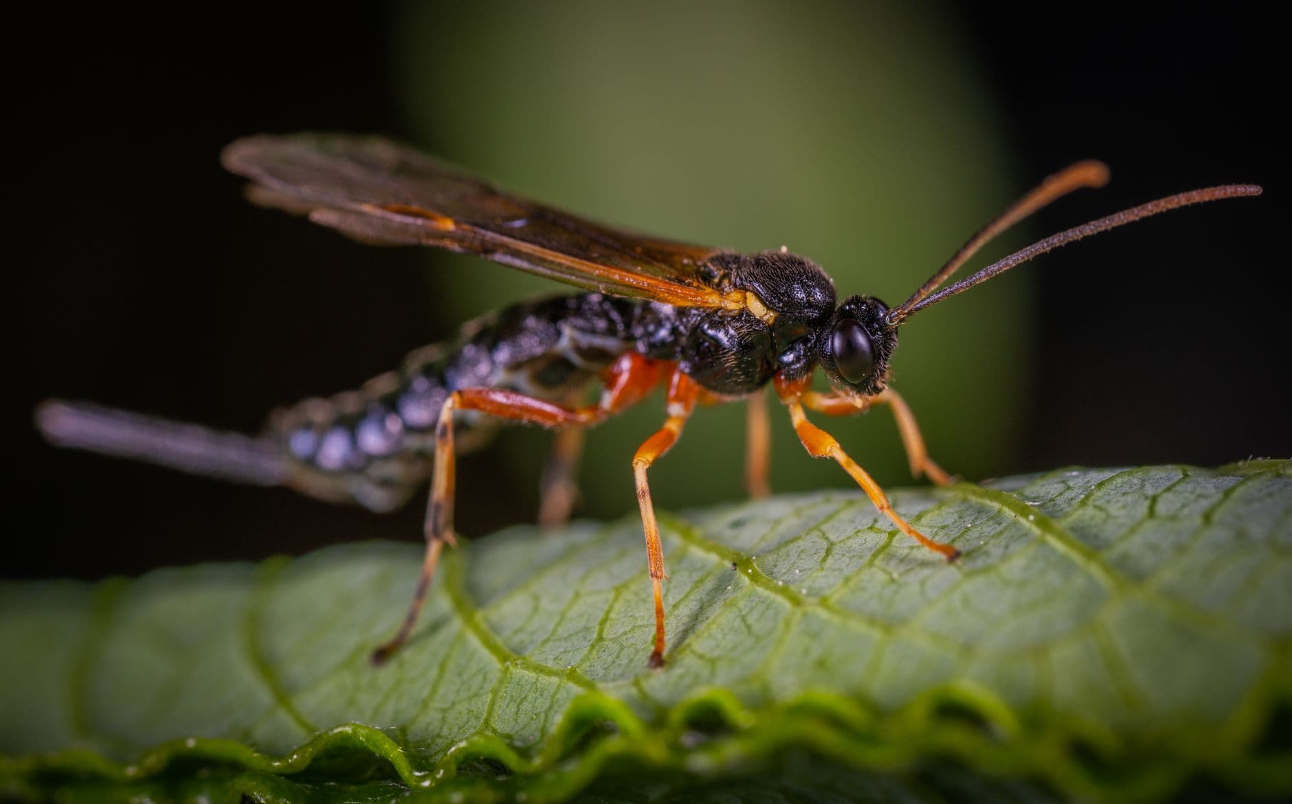 Fire Ants, Wasps, and Stinging Insects: When a Florida Sting Becomes an Emergency